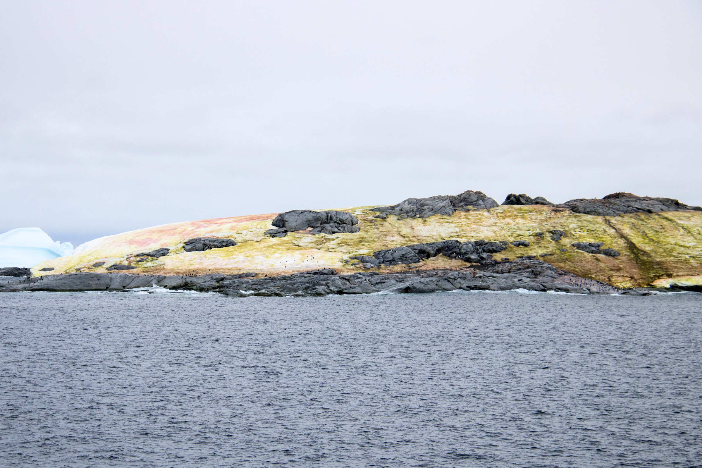 133 petermann island.webp